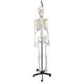 Eisco Skeleton, Human, Articulated, Painted Musculature, Hanging, Model AMCH1013AS